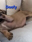 Mopswelpen/retromops m.Ahnentafel zu verk in 94486