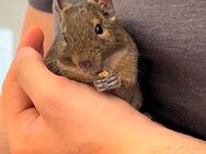 Degu sucht ein neues Zuhause - Ingolstadt