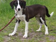 Stella - Familienanschluss gesucht - Elmshorn