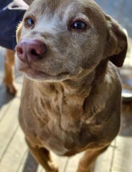 Opi EMIL - ruhig und sanft - Weilheim (Oberbayern)