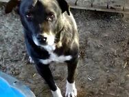 Frieder - einfach ein kleiner Traumhund - Gießen