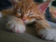 Maine Coon Kater sucht ein Zuhause! - Duisburg