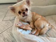 Chihuahua Hündin 6 Monate - Meiningen