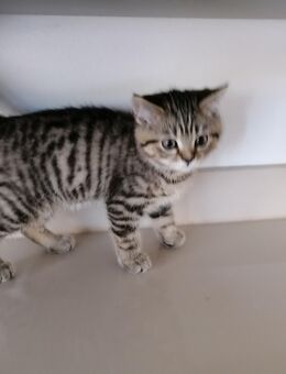 BKH Kitten - Ehingen (Donau)