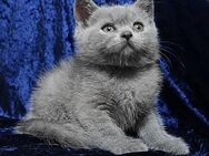 Bkh-Kitten mit dem Stammbaum - Dortmund