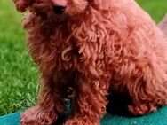 Zuckersüße Cavapoo Welpen - Lindlar