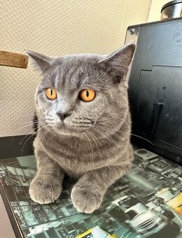Wunderschöner britisch Kurzhaar Kater abzugeben - Dortmund