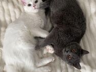 Zwei wunderschöne BKH-Katzen suchen liebevolles neues Zuhause - Ahrensburg