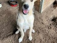 Goldie Mix Rüde, 3 Jahre - Kappeln (Schleswig-Holstein)