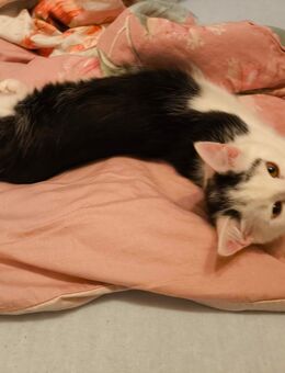 Britishkurzhaarmix Schwarz - Weiß Kater - Neunkirchen (Saarland)