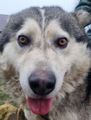 Der fröhliche Malamute COCO sucht seine Menschen in 76530