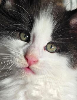 Reinrassiger Maine Coon Kater im Felix Style ;) - Sandstedt