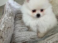 Reinrassige Zwergspitz Pomeranian - Weener