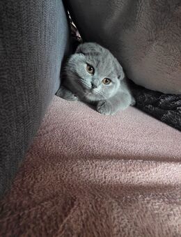 Britisch kurzhaar kitten - Heide