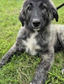 Olaf will endlich seine Menschen finden - München