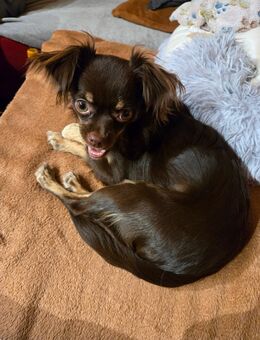 Chihuahua Hündin Langhaar Reinrassig Schoko-Tan - Kraftisried