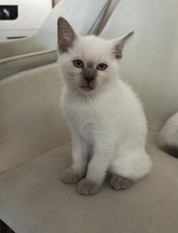 BKH - Thai Siam Mix Kitten - Großostheim
