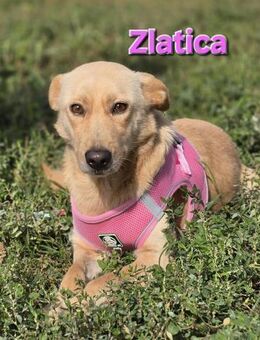 Zlatica❤️kleines Labbi-Mischlingsmädchen - Kissing