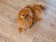 Pomeranian Zwergspitz männlich - Mannheim