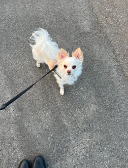 Chihuahua Rüde - Essen