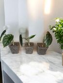 Alocasia Silver Dragon - Babyplant in 39116