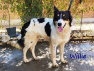 Willie ausgeglichener Border-Collie 3/22 - Ruppertsecken