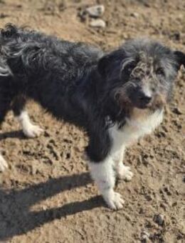 Wuscheliger lieberPino sucht ein Zuhause - Mannheim