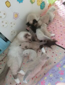 Heilige birma kitten - Geislingen (Steige)