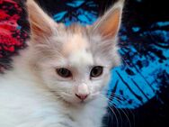 Edelmix Kitten Maine Coon / BLH - Naumburg (Saale)