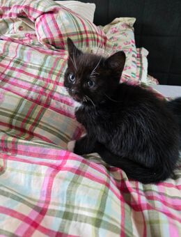 Bkh Mix Kitten - Iserlohn