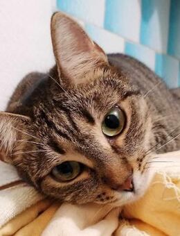 👑 Sofia - kleine Prinzessin 👑 - Eislingen (Fils)