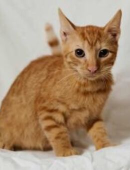 Linus, kleiner Rabauke, ca. 7 Monate *se - Vaterstetten