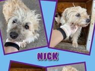 Kleiner Nick in 'Not! - Nürnberg