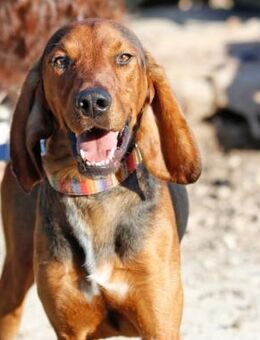 Pluto sucht sein Glück! - Krefeld