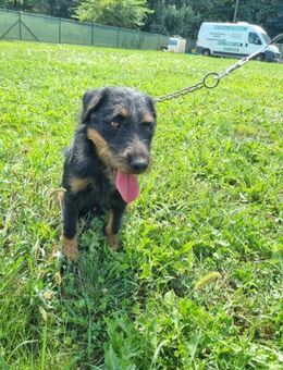 Terrier-Mix Kong - Ellerbek