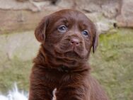 Traumhaft schöne Labradorwelpen in chocolate! - Bruchsal