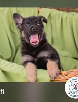 Gufi: Hundekind sucht ein Zuhause - Kirchzell