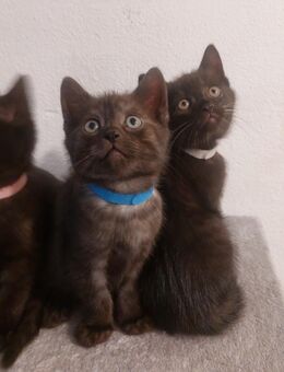 Babykatze Britische Mix - Mühlhausen-Ehingen
