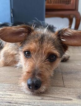 Lucky sucht sein Zuhause - Neuss