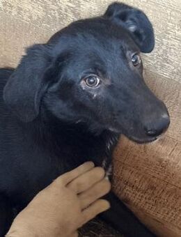 zarter LEANDRO~ in wunderschönen schwarz - Duisburg