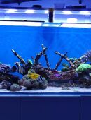 Meerwasseraquarium 150 × 60 × 60 cm – Komplettanlage mit Technik & Besatz in 90453