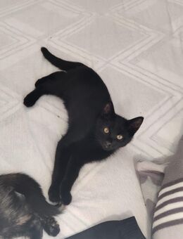 Katzen 12 Wochen alt - Duisburg