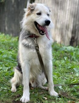 Hugo❤️ein Schatz auf 4 Pfoten! - Rott (Inn)