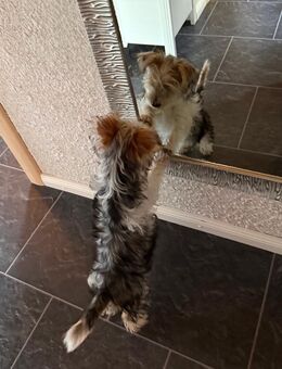 Yorkshire Terrier - Sottrum