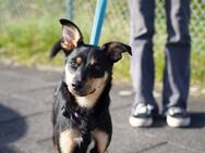 Ginebra - Zuhause gesucht - Duisburg