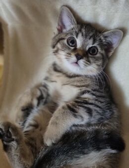 Britisch Kurzhaar Bkh Mix Kitten - Heusweiler