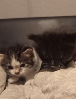 2 süße EKH Kitten suchen ein Zuhause - Hagen (Stadt der FernUniversität)