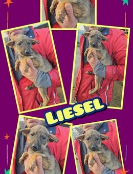 Süße Liesel möchte ausreisen! - Nürnberg