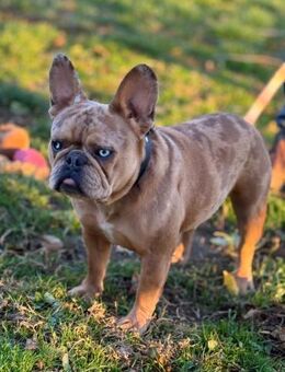 Ich heiße Daisy ... - Frankfurt (Main)