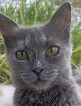 Mama Minka sucht Zuhause - Bergkirchen